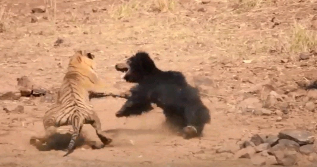 Gau me dai chien ho du de bao ve con hinh anh