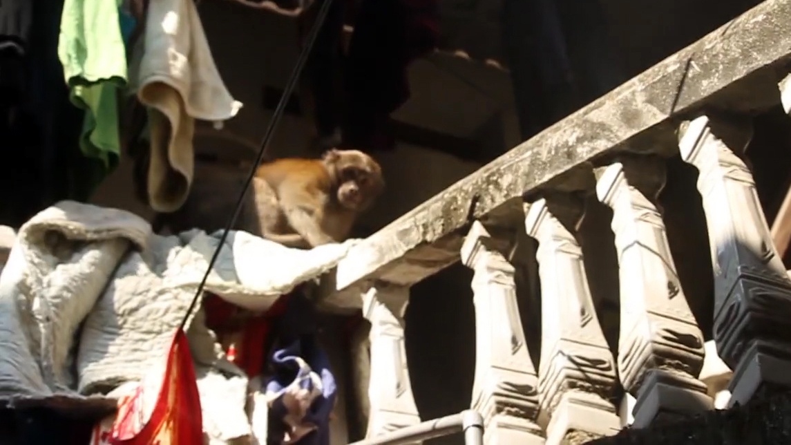 Xuat hien hai con khi quay pha ca khu pho o Ha Noi hinh anh