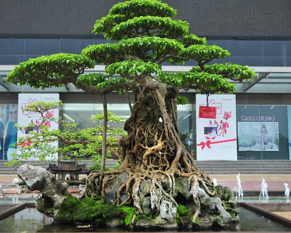 Hang nghin cay canh tien ty hoi tu tai Ha Noi hinh anh