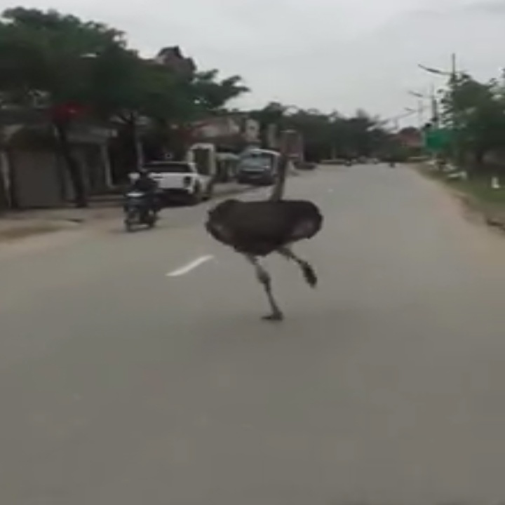 Xuat hien cap da dieu chay giua duong pho Ha Noi hinh anh