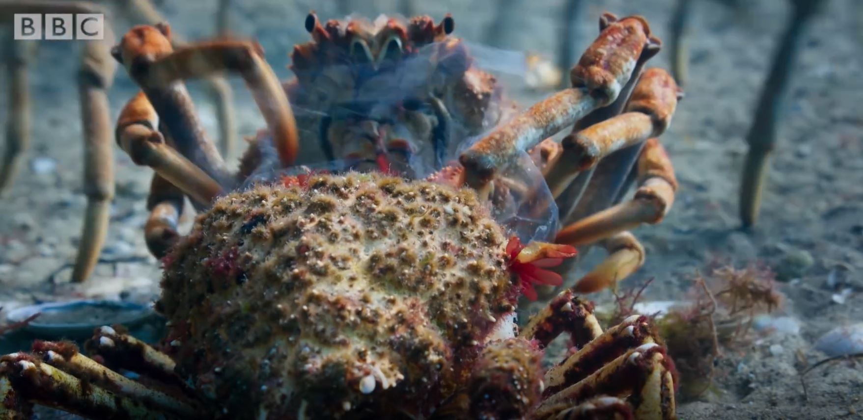 Man lot vo tap the ky vi cua cua nhen hinh anh