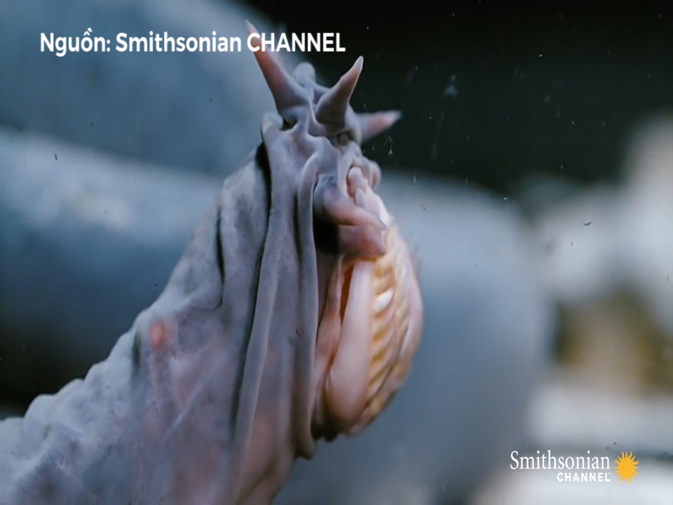 'Quai vat' Hagfish - sinh vat 2 nao da ton tai hon 300 trieu nam hinh anh