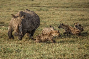 Te giac me 'mot danh hai' linh cau de bao ve con non hinh anh