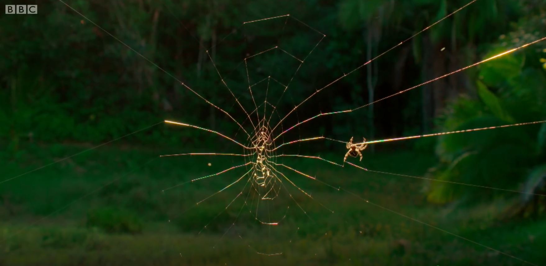 Loai nhen bi an co the giang to dai den 25 met hinh anh