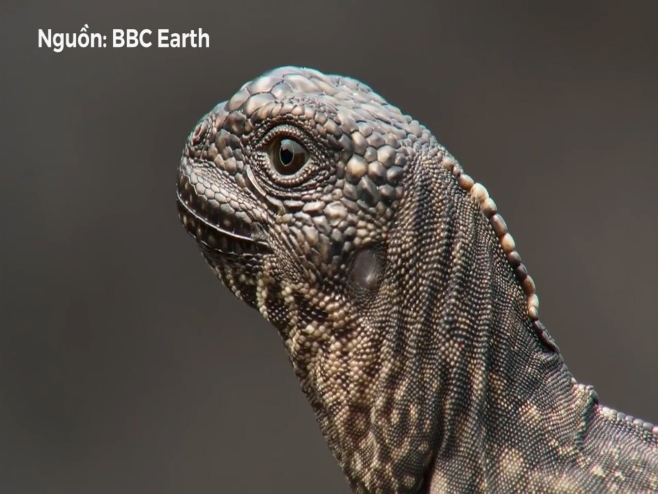 Man tau thoat 'ngoan muc' cua cu da truoc dan ran sa mac hinh anh