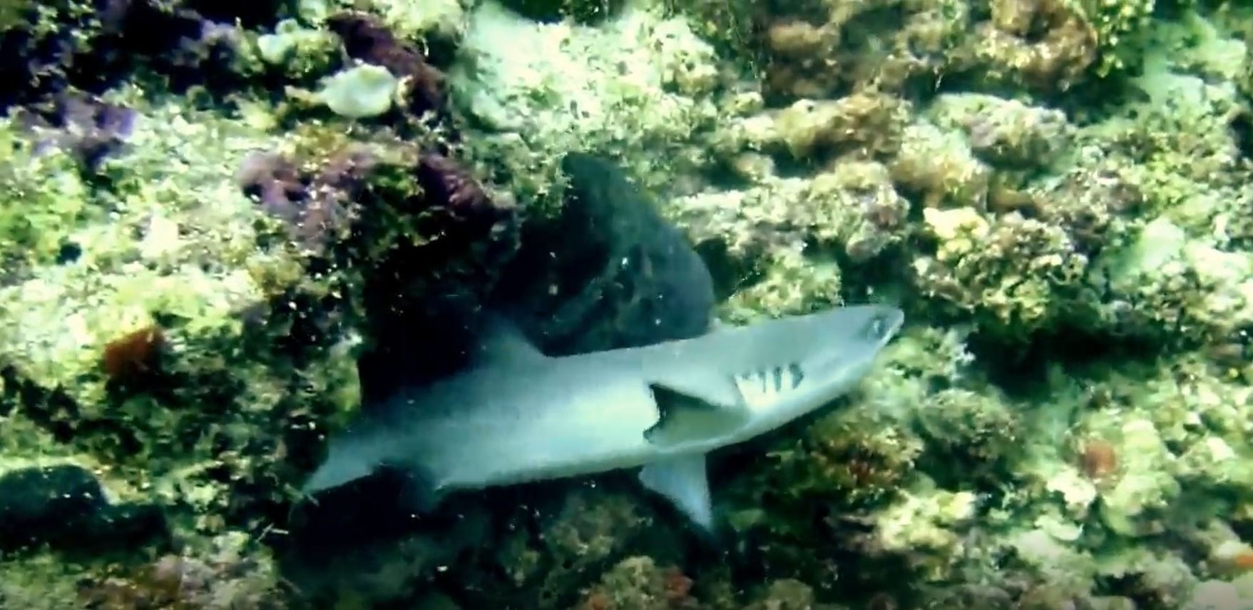 Luon bien - hung than an thit ca ca map duoi long bien hinh anh