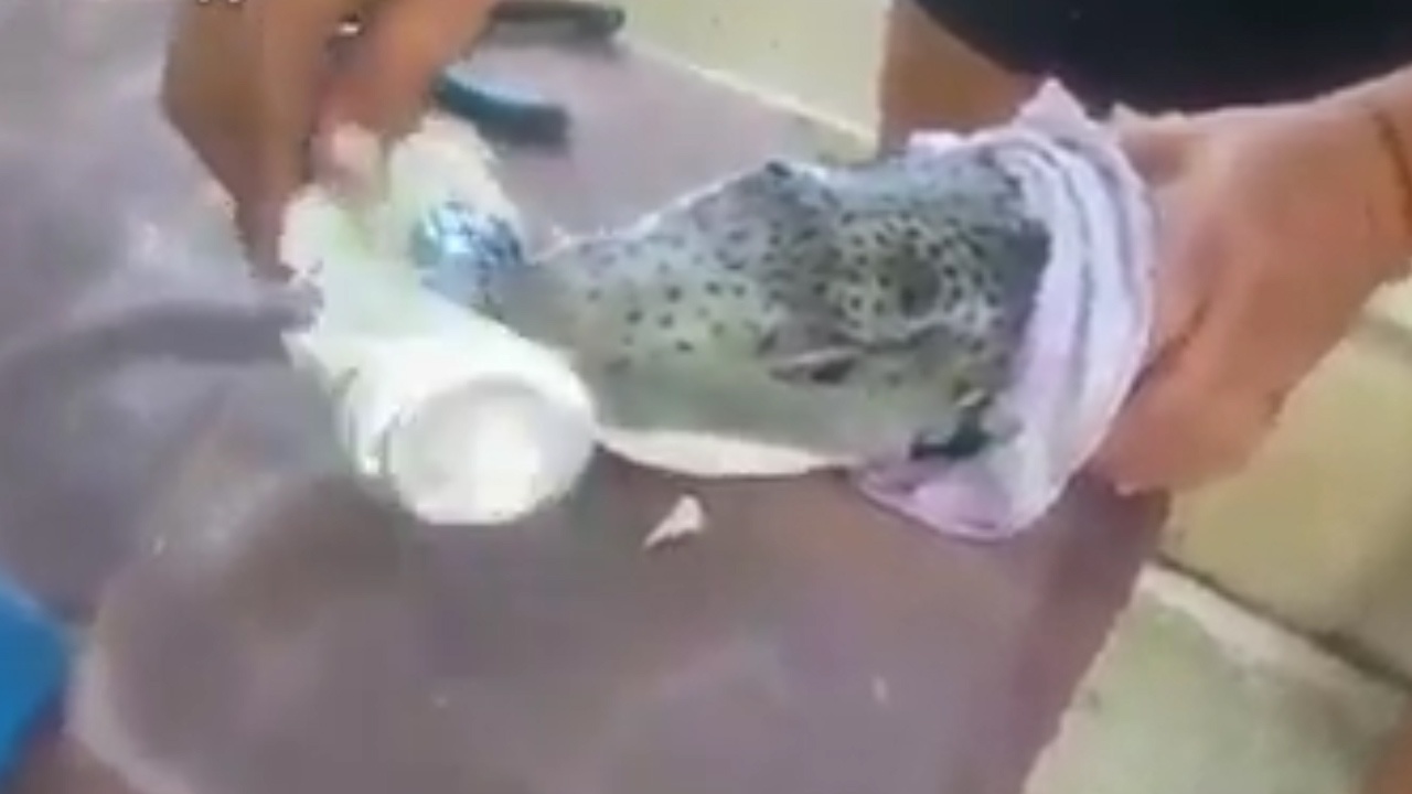 Ca la co ham rang can mop lon nuoc ngot hinh anh