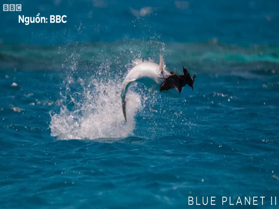 'Vua ca' Nam Phi nuot chung chim bien hinh anh