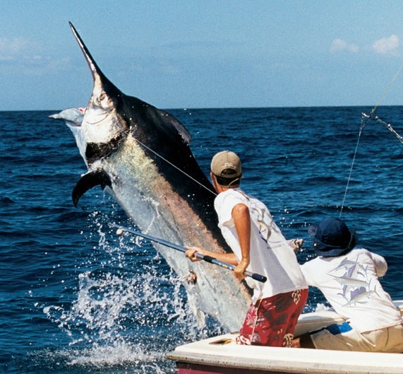 Man san loai ca kiem khong lo giua bien khoi hinh anh