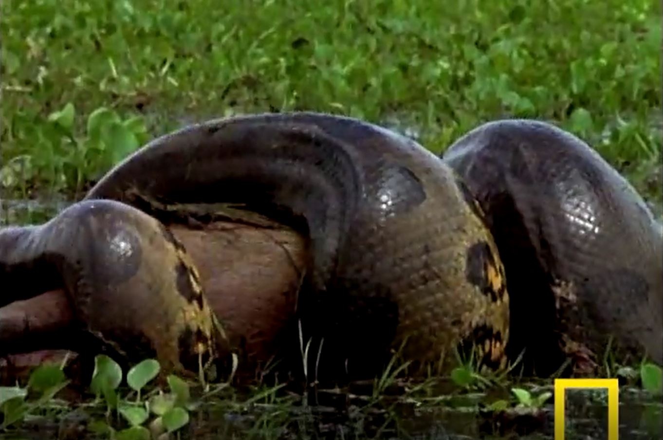 Tran khong lo tan cong nuot chung con moi hinh anh