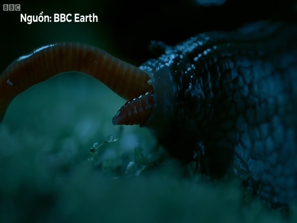 Loai oc sen nghien nat con moi bang 6.000 chiec rang hinh anh