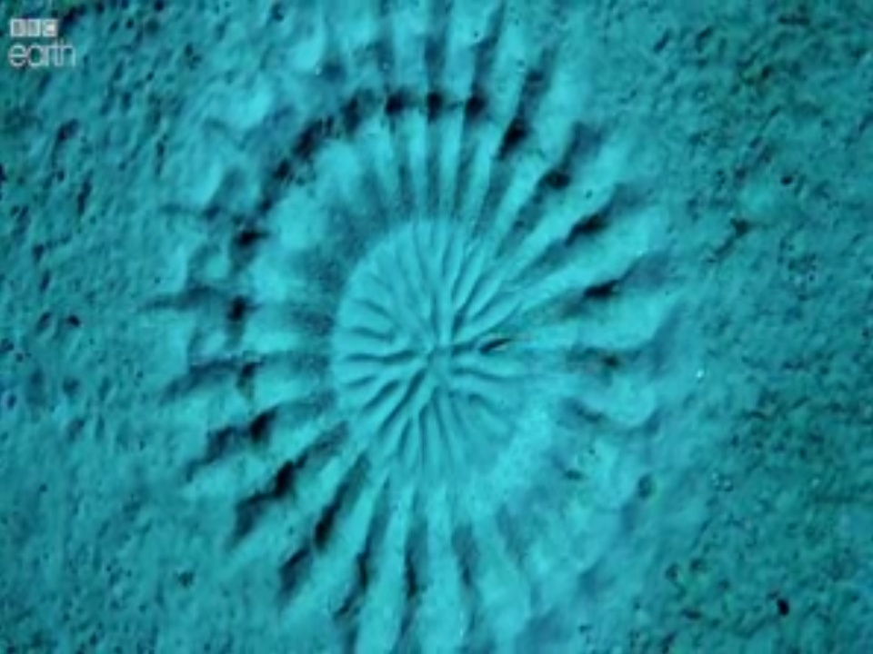 Bi mat nhung vong tron bi an duoi day dai duong hinh anh