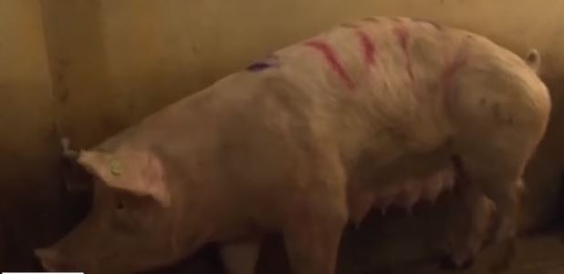 Lon nghi nhiem benh van duoc mo ban ra thi truong hinh anh