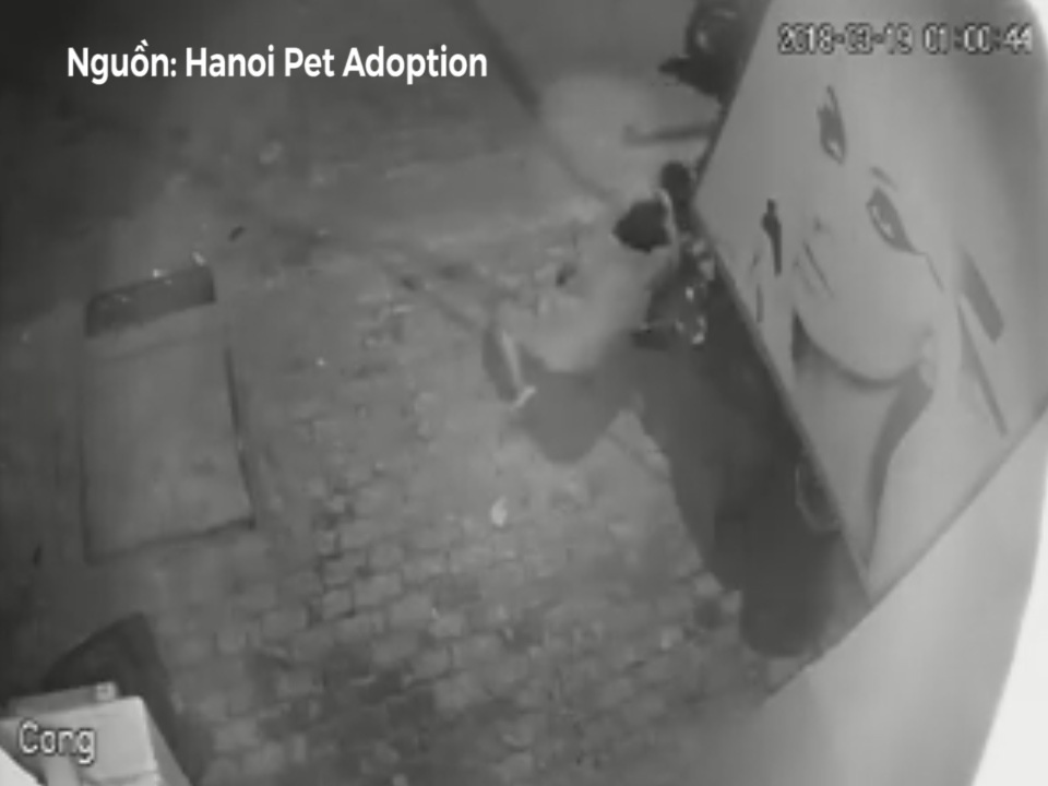 Cau tac cuop cho, keo le chu cho tren duong hinh anh