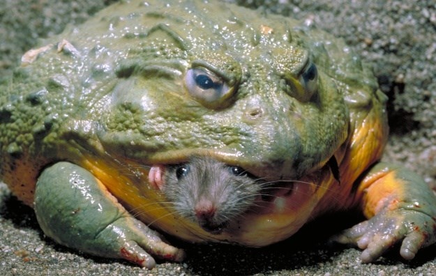 Ech yeu tinh 'cuop moi' truoc mieng ran ho mang chua hinh anh