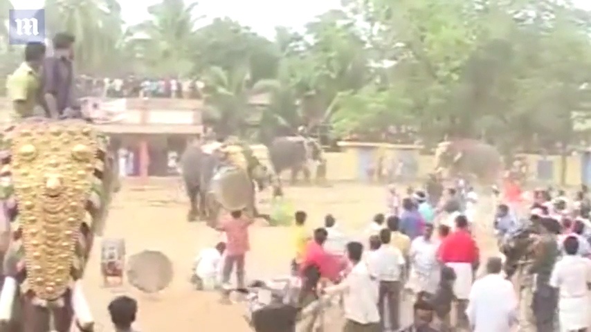 Voi An Do noi dien, giet nguoi dieu khien va tan cong dong loai hinh anh