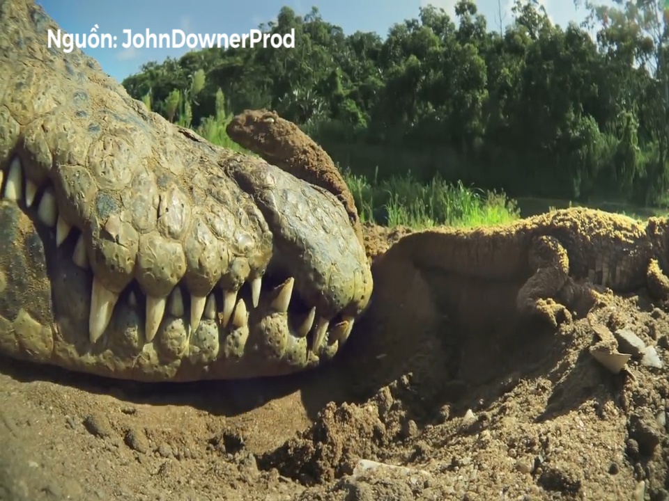 Ca sau bao ve bay con giua ham rang sac nhon hinh anh