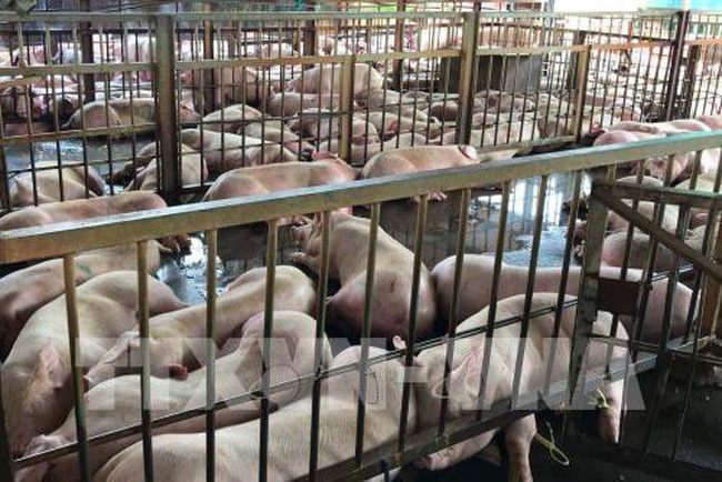 Phat hien co so bom nuoc vao lon tai Dong Nai hinh anh