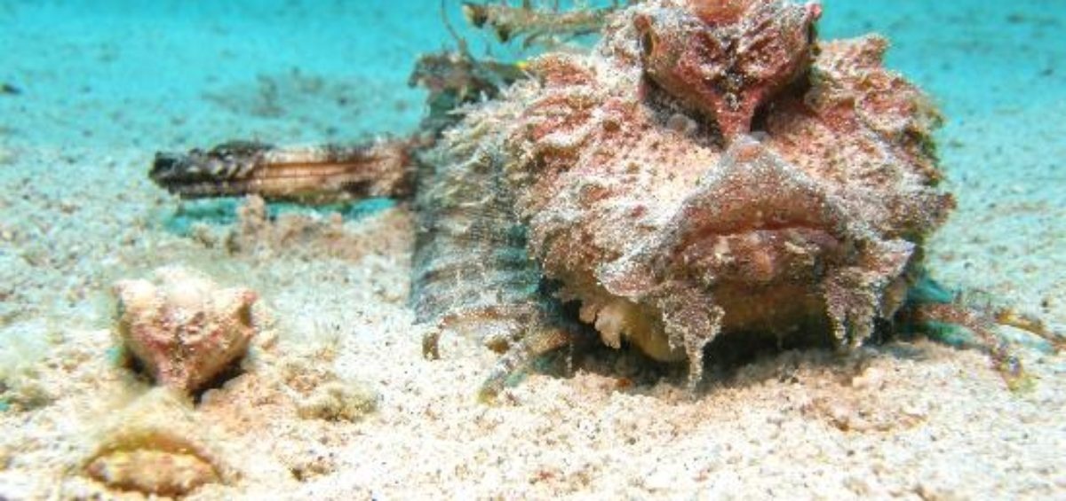 Diem mat nhung 'quai thu' an tron duoi day dai duong hinh anh