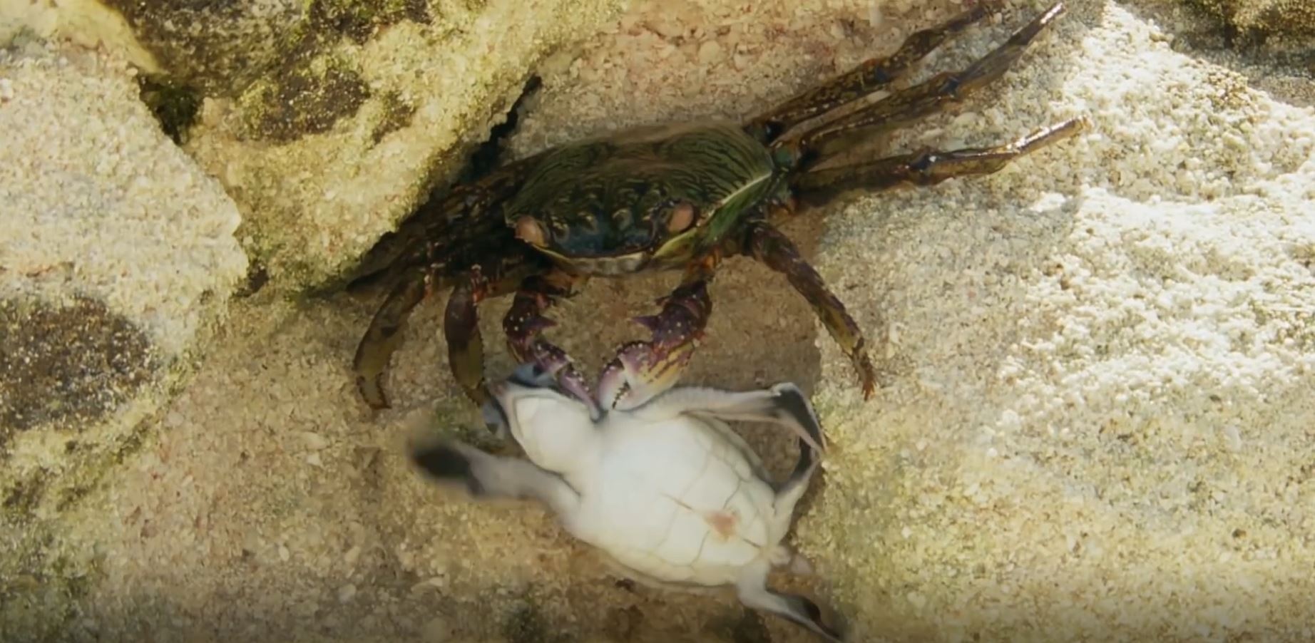 Loai cua bien co hoi chuyen san rua de an thit hinh anh