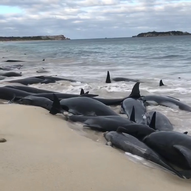 Hang tram ca voi troi dat tren bo bien Australia hinh anh