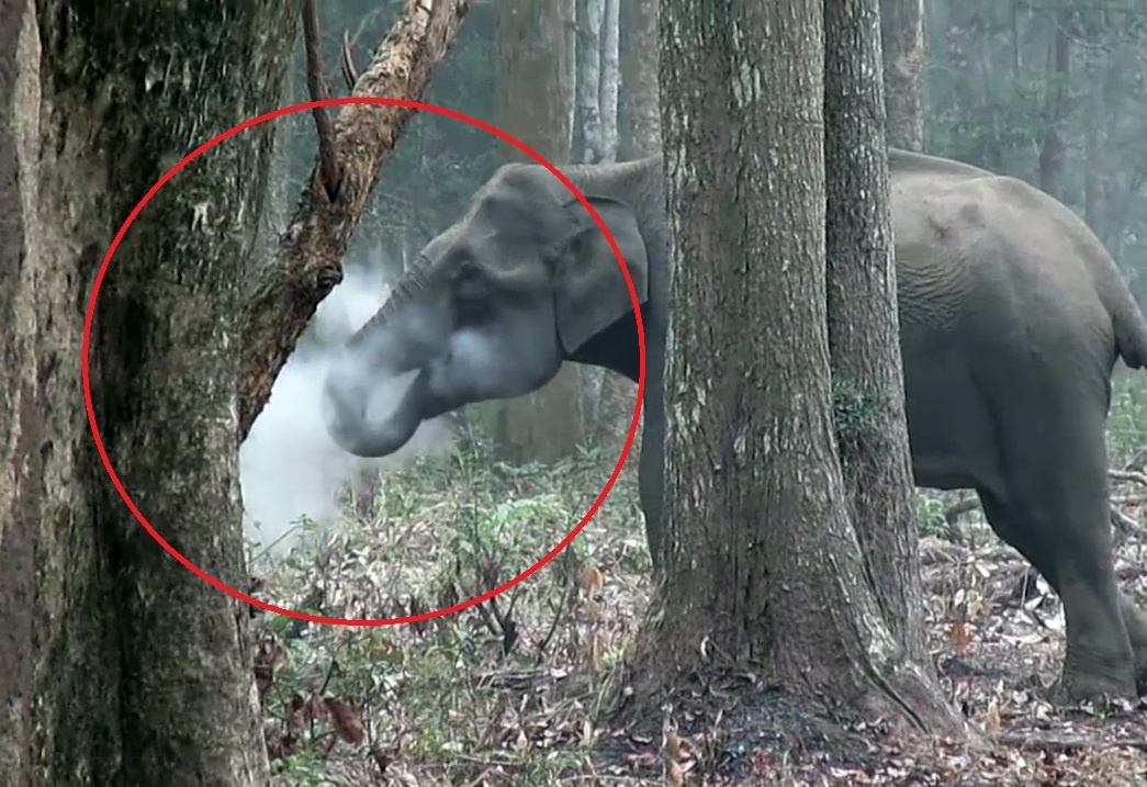 Ky la voi 'hut thuoc la' khien cac nha khoa hoc ban khoan hinh anh