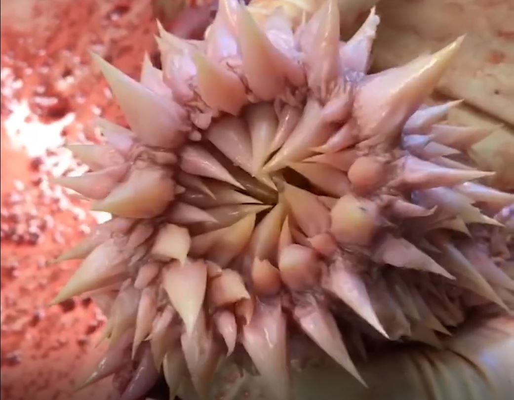 Can canh ham rang dang so cua rua Loggerhead hinh anh