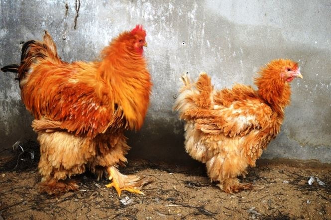 Ga ky lan gia gan 35 trieu dong moi cap van khong du ban hinh anh