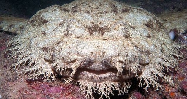 Ca map tham: Sat thu san moi duoi day rang san ho hinh anh