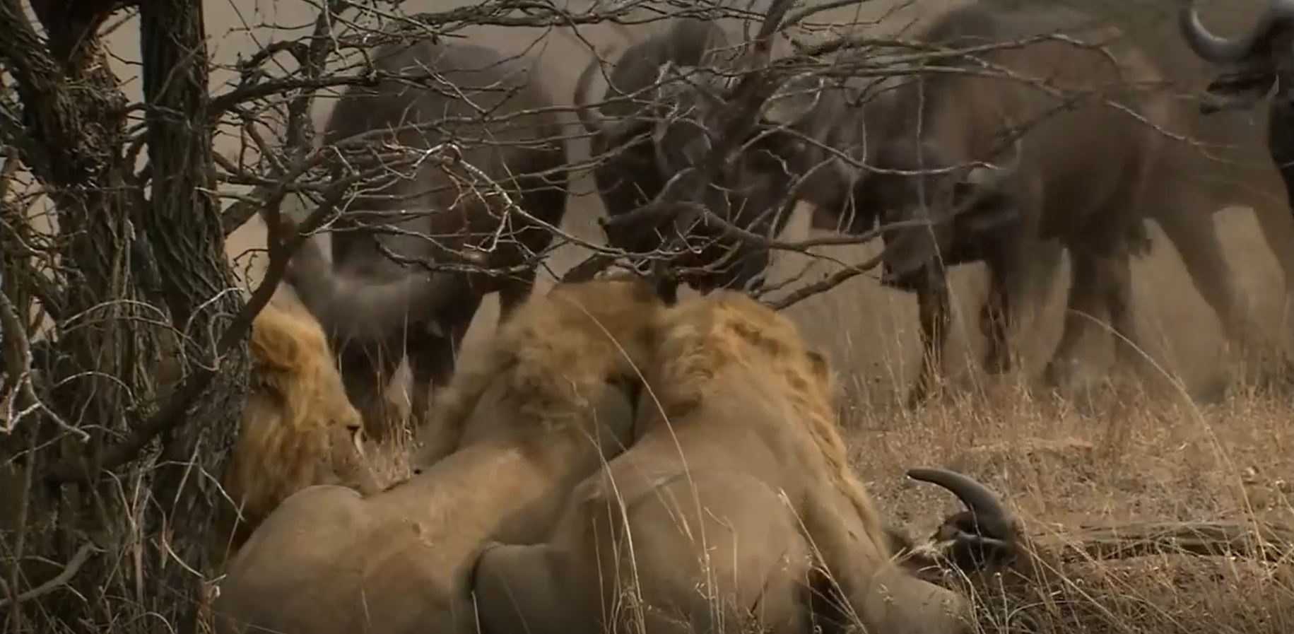 Man san moi co chien thuat cua dan su tu moi lon hinh anh