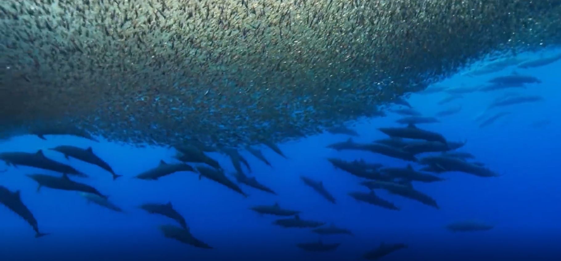 Xem ca heo thu hoach con moi giua 'bien ca ngu' hinh anh