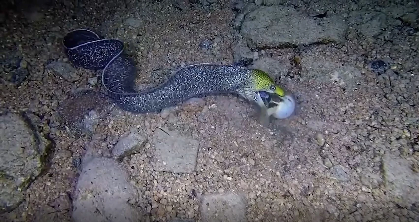 Luon bien vo tinh hai ban than khi nuot phai con moi doc hinh anh