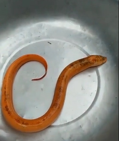 Ha Tinh bat duoc luon vang, thuong lai tra tien trieu chua ban hinh anh