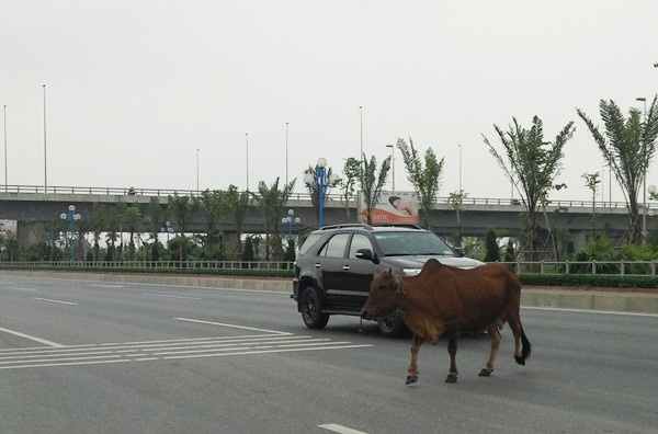 Ha Noi: Hoang mang bo 'lac' vao cao toc hinh anh
