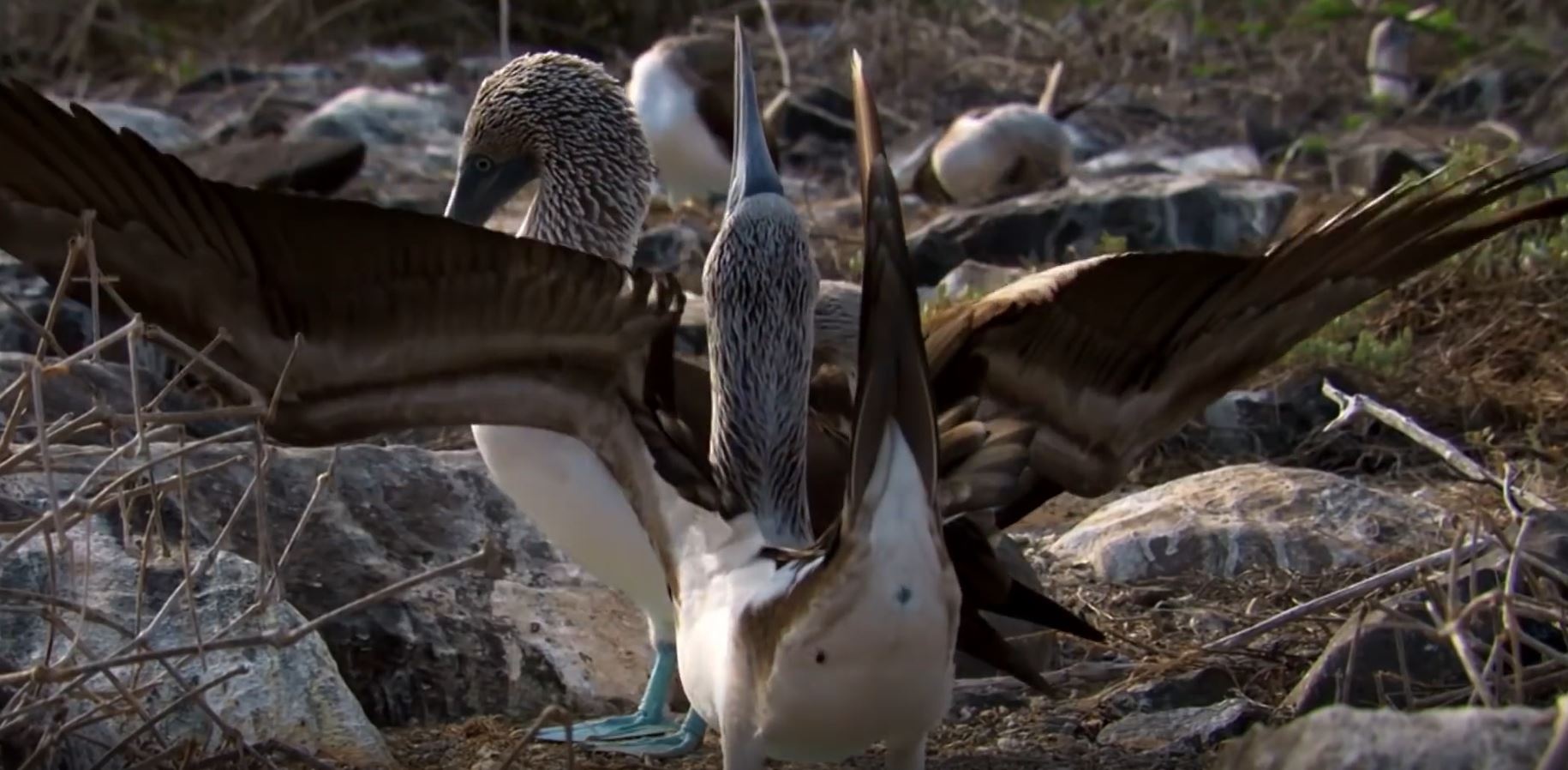 Man 'thu hut ban tinh' doc dao cua chim chan xanh hinh anh