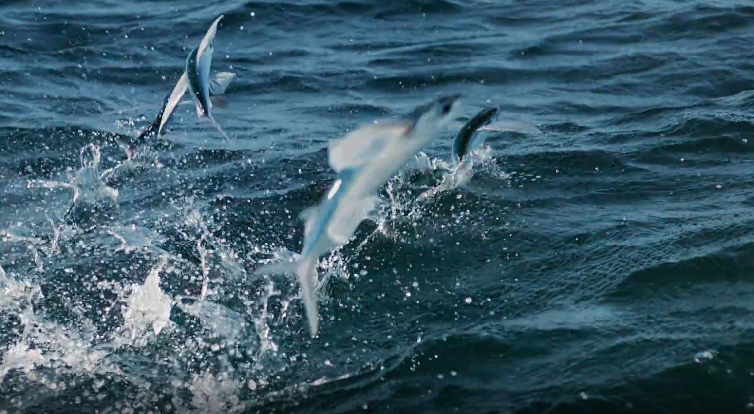 Ca biet bay dau tranh thoat khoi than chet hinh anh