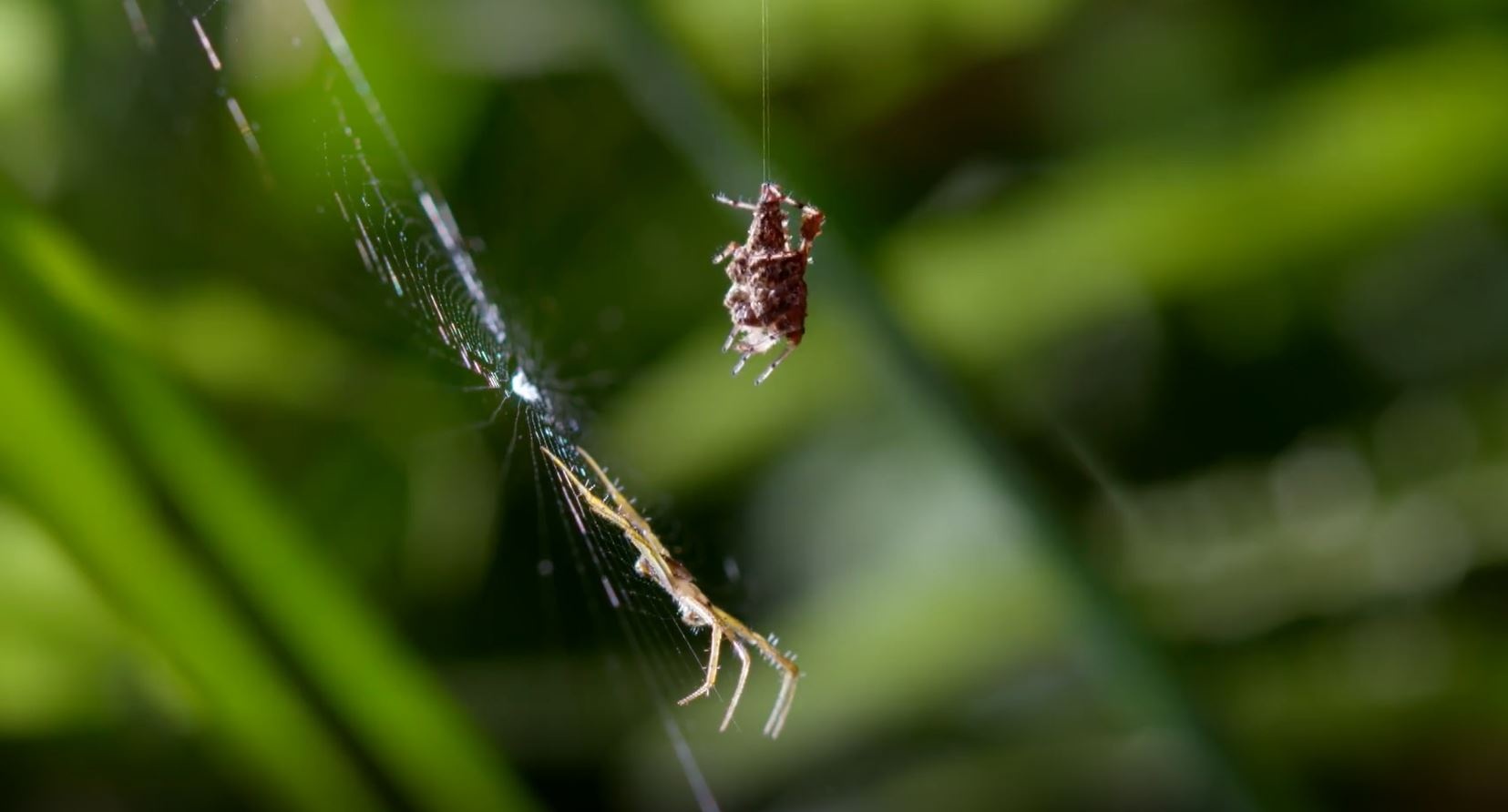 Nhen san moi Portia thich san bat ca dong loai hinh anh