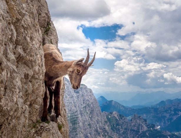 Loai de 'thong tha' leo nguoc vach nui cao hon 400 met hinh anh