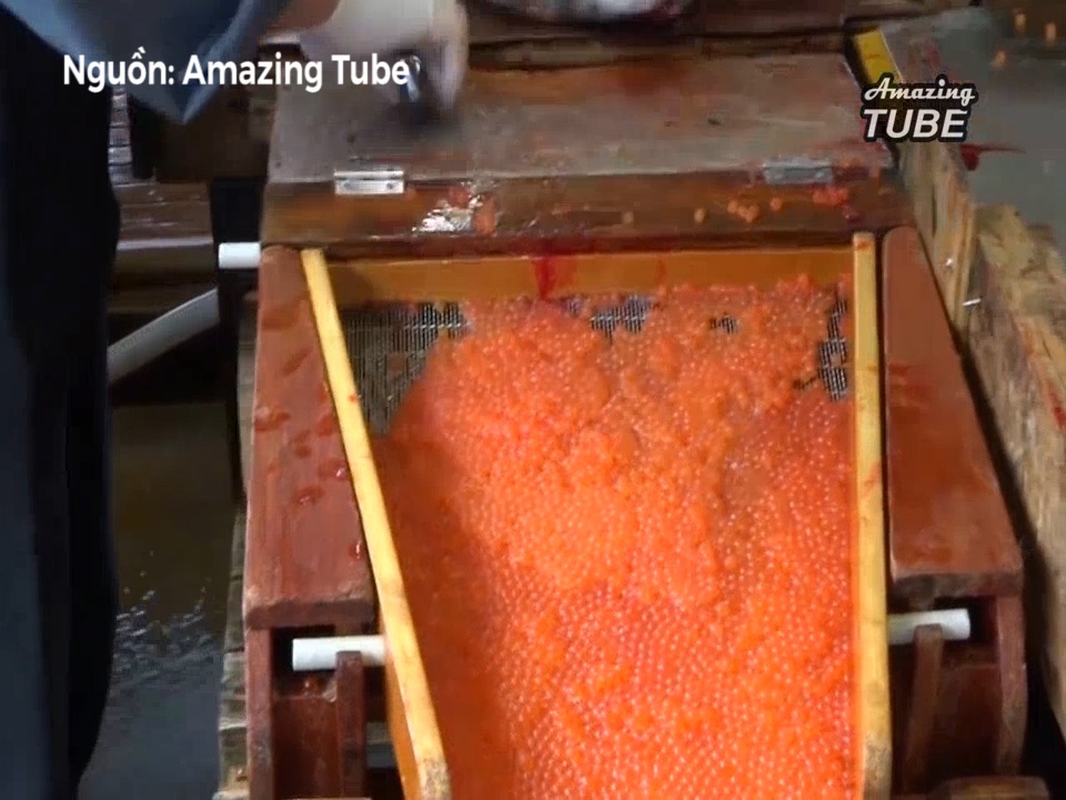 Ki thuat thu hoach trung ca cua dau bep Nhat Ban hinh anh