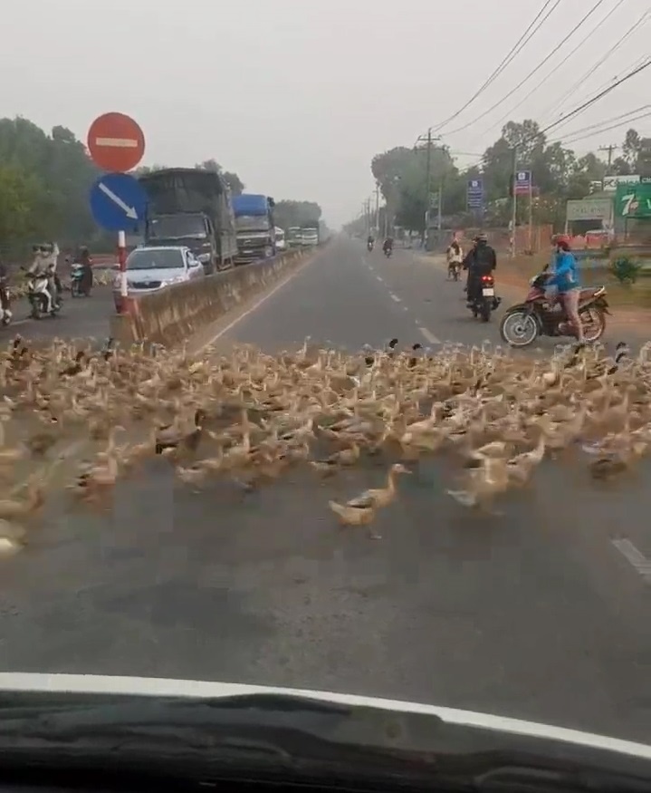 Dan vit 'y thuc cao' sang duong dung vach di bo o Tay Ninh hinh anh