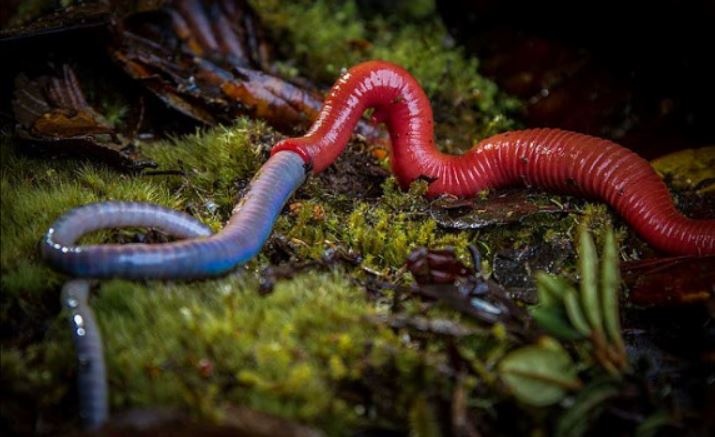 Cuoc san moi nhanh nhu chop cua sau do khong lo hinh anh