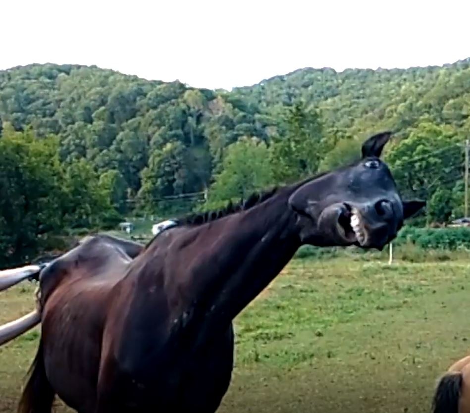 Nhung chu ngua 'hai huoc' biet giup do viec nha hinh anh