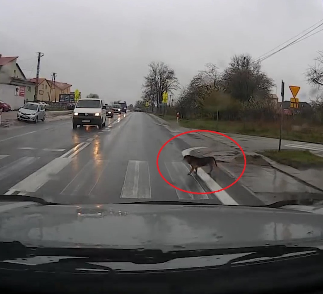 Chu cho thong minh biet cho xe ngung, qua duong dung vach hinh anh