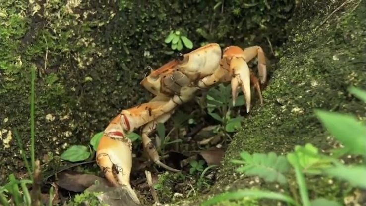 Man do suc 'cam go' cua dan kien khong lo va cua o rung ngap man hinh anh