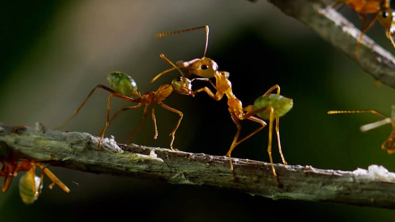 Cuoc chien 'mot mat mot con' giua hai binh doan kien rung hinh anh