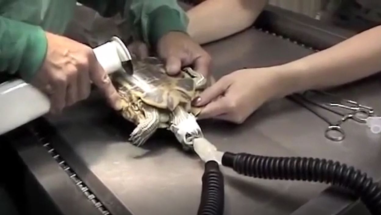 Quy trinh mo de kho khan cua loai rua hinh anh