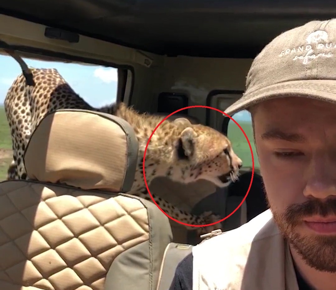 Bao nhay len oto san moi, chang trai phan ung thong minh hinh anh