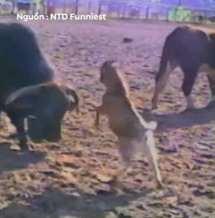 Nhung con vat cho thay doi khi kich thuoc khong phai la tat ca hinh anh