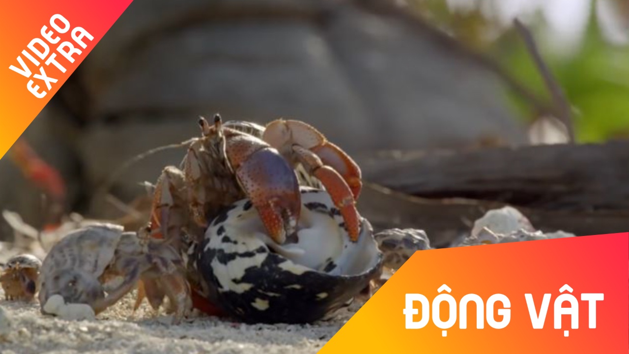 Oc muon hon thich 'thu thap' vo giup nhau thoat xac hinh anh