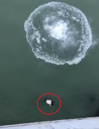 Chang trai dung cam nhay cau cuu thieu nu o Thanh Hoa hinh anh